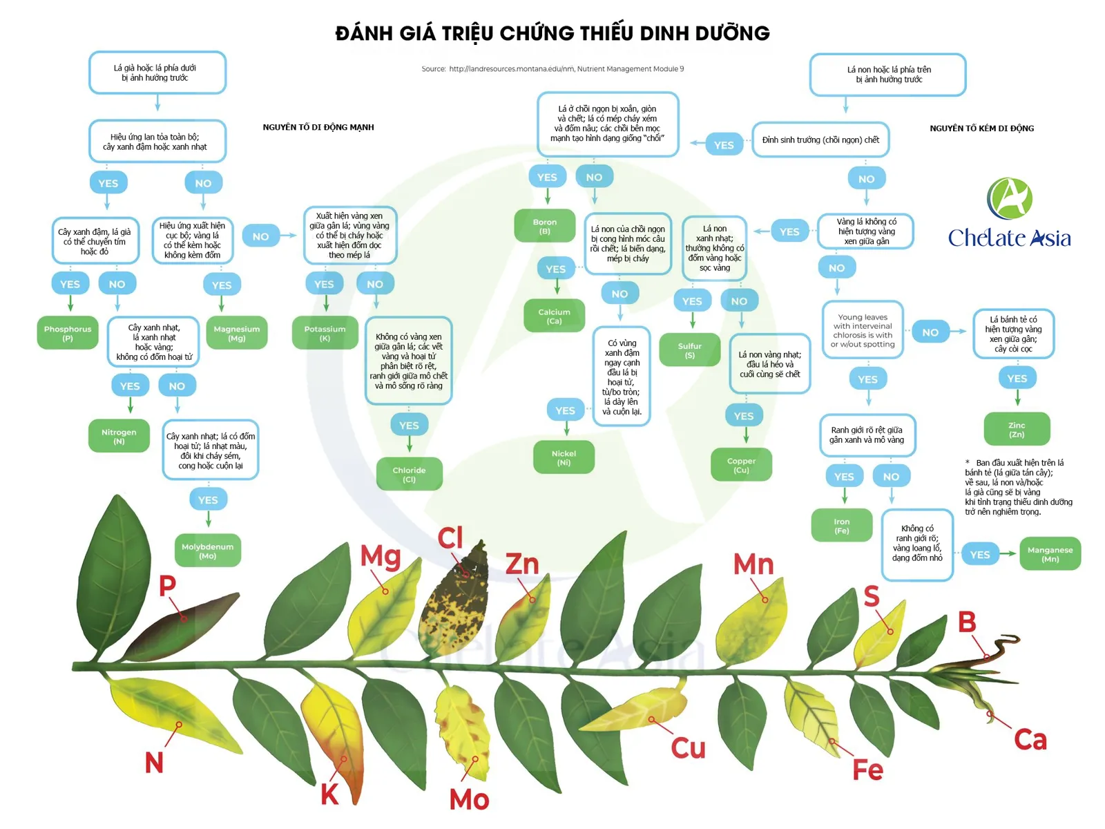 Phương pháp chuẩn đoán thiếu dinh dưỡng trên cây trồng theo sơ đồ Có - Không
