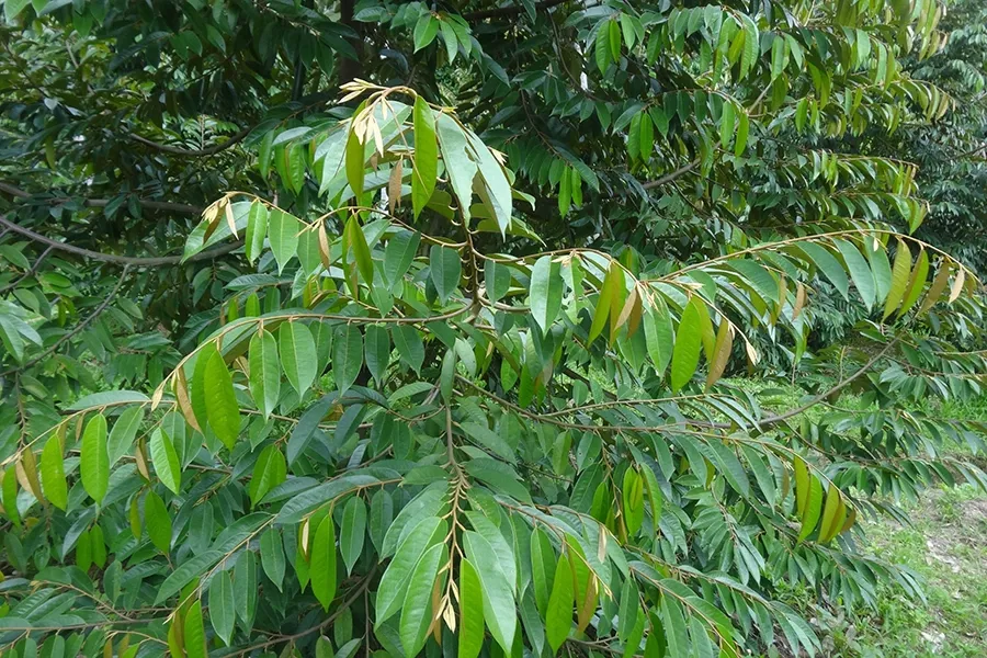 Đọt sầu riêng