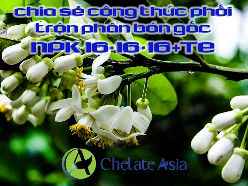 NPK 16-16-16+TE - Chia sẻ công thức phối trộn phân bón gốc