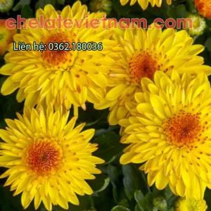 Vitamin B6 (Pyridoxine) - Kích thích phát triển, tăng năng suất