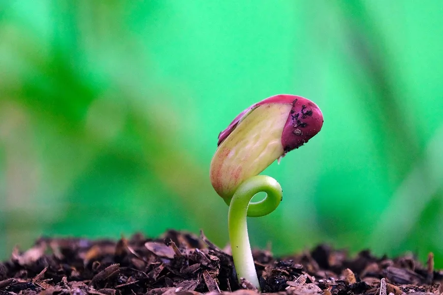 Zeatin giúp nảy mầm hạt giống