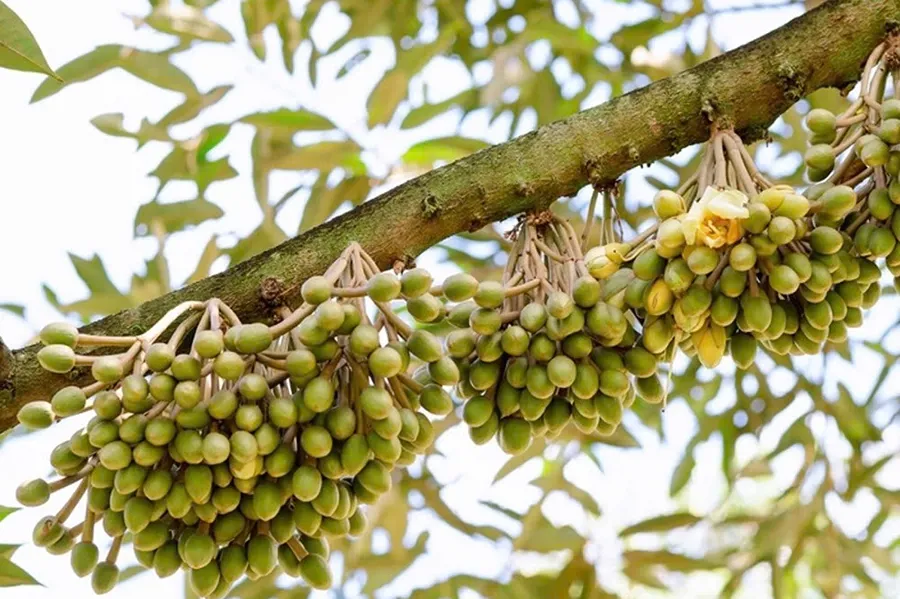 Rong biển với cây trồng