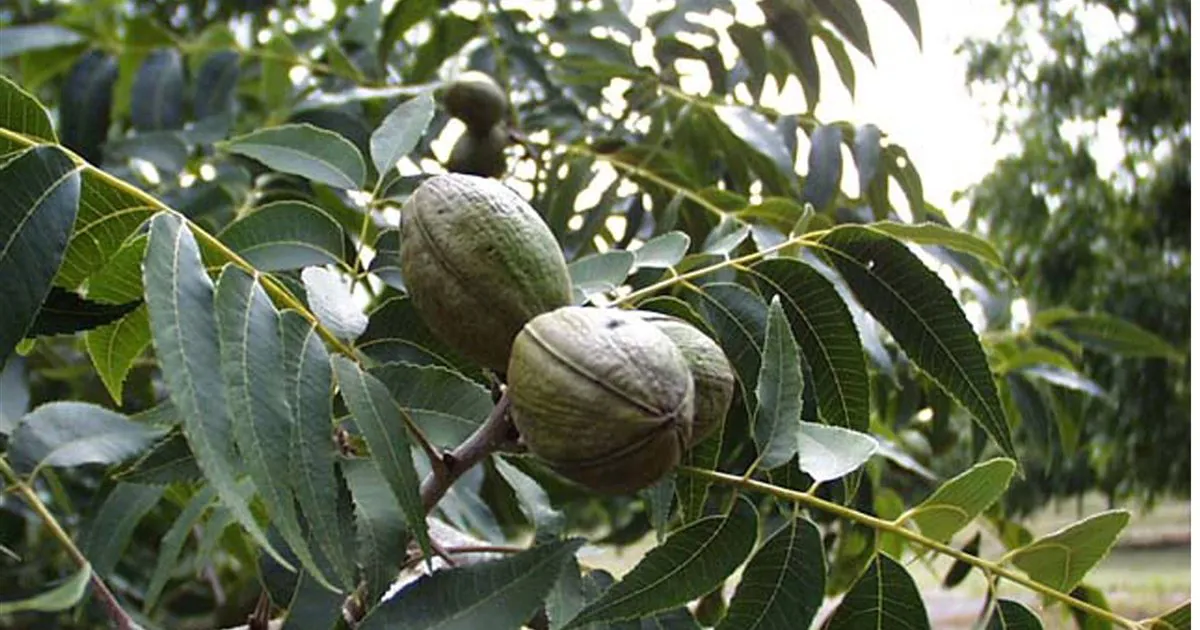 Cành hồ đào pecan với lá kép và trái non xanh khỏe (ảnh minh họa cây pecan, không phải ảnh triệu chứng thiếu niken)