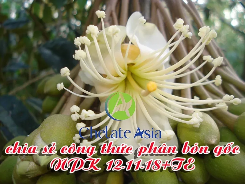 NPK 12-11-18+TE - Chia sẻ công thức phân bón gốc