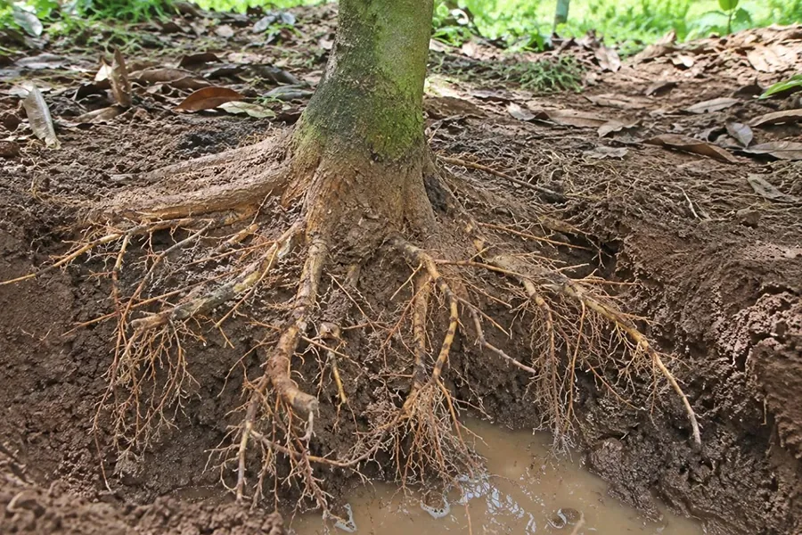 Rễ cọc hay rễ tơ hút dinh dưỡng