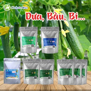 COMBO ĐẬU TRÁI DƯA, BẦU, BÍ: Nhiều hoa, nhiều trái, tăng lứa hái