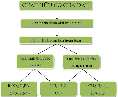 Khoáng hoá là quá trình phân huỷ các hợp chất hữu cơ thành các chất khoáng đơn giản