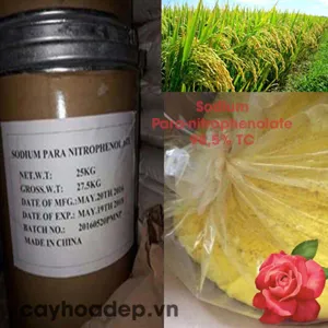 Sodium Para-nitrophenolate 99% TC (kích thích hấp thụ phân bón) tan trong nước