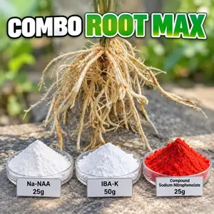 ROOTMAX – Bộ nguyên liệu tham khảo cho xử lý hom, ngâm phôi và phục hồi bộ rễ