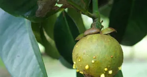 Trái măng cụt non trên cây đang rỉ những giọt mủ vàng trên vỏ