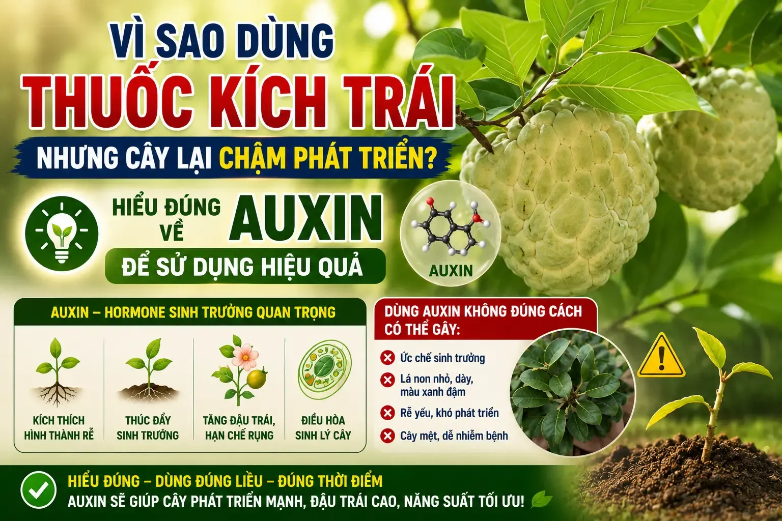 dùng thuốc kích to trái nhưng cây chậm phát triển