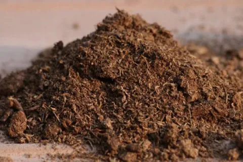 Tuyệt chiêu Xử lý phân bò tươi thành phân bón cây - Vinong Sinh học Đức Bình