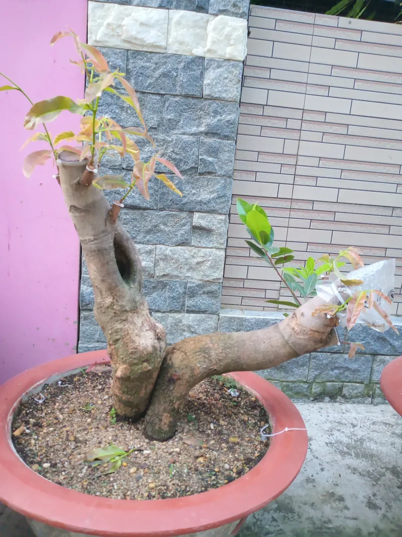 Mai vàng sử dụng T-ROOT để giâm cành (KH Nguyễn Hoàng Tân - Đồng Nai)