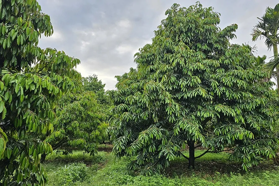 Sầu riêng sau thu hoạch