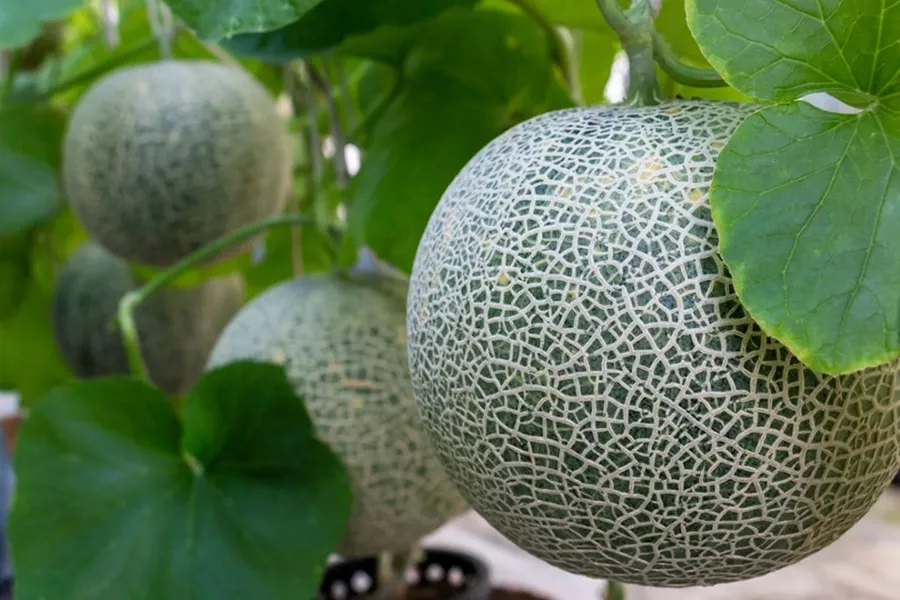 cây dưa lưới