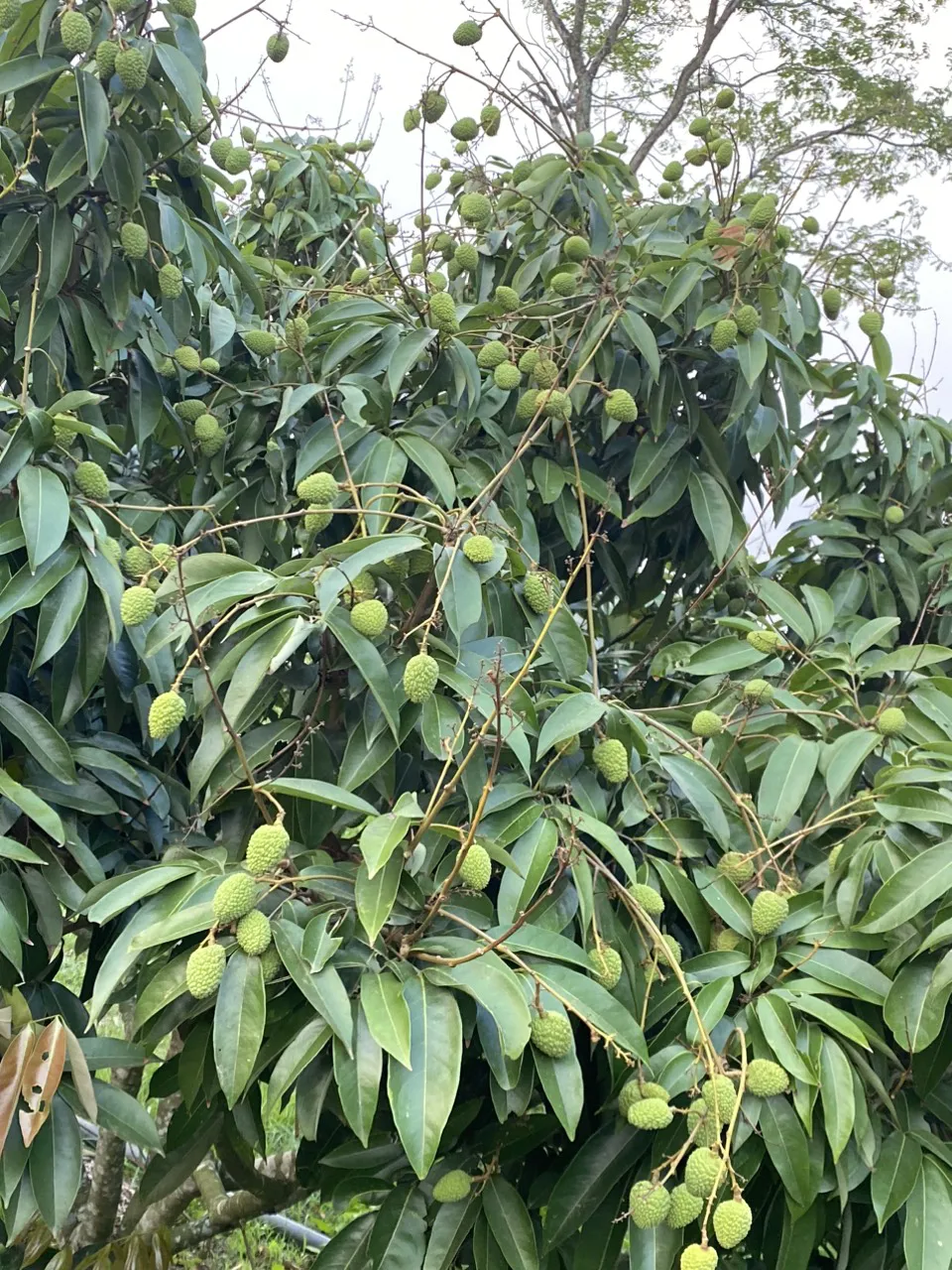 Khách hàng sử dụng Auxin Alpha NAA cho nhãn - Cuống quả dai, trái to, bóng trái, tỷ lệ rụng quả non rất ít.