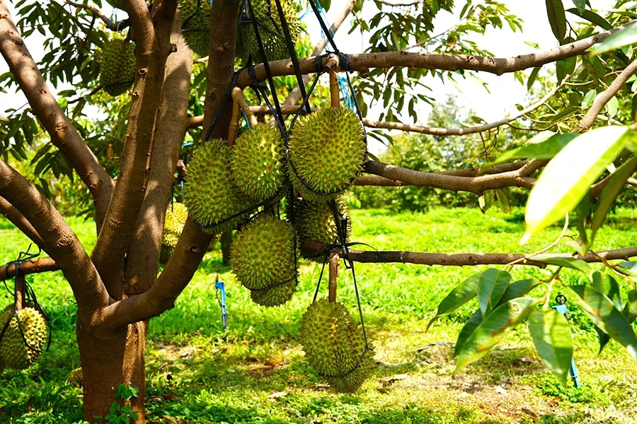 Giai đoạn vàng cho sầu riêng lên cơm