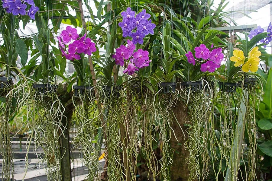 Cây hoa lan