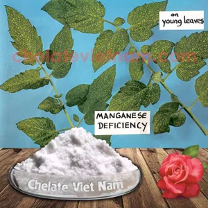Vi lượng Mangan Chelate (Mn-EDTA-13) tan hoàn toàn trong nước