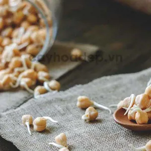 Auxin K-IAA 98% (Potassium 3-Indole acetic acid) tan trong nước