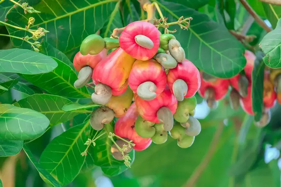 Trái điều