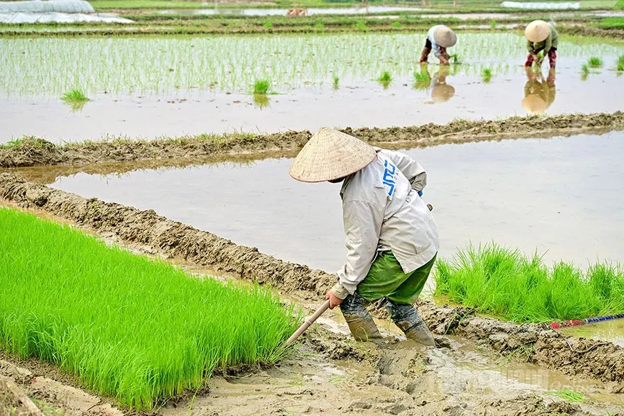 Uniconaziole dùng cho cây mạ