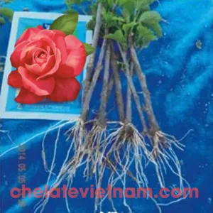 Auxin IBA (Indole-3-butyric acid) Kích thích ra rễ