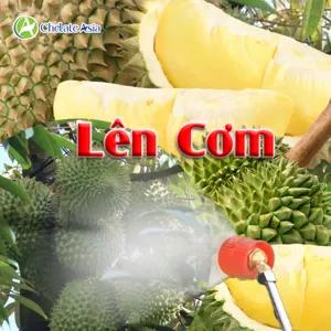 COMBO LÊN CƠM (Phun): LÊN CƠM, THƠM BÉO CƠM SẦU RIÊNG