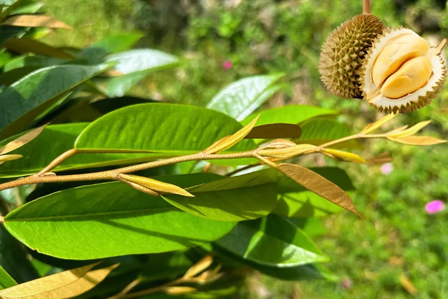 Dìu đọt là gì