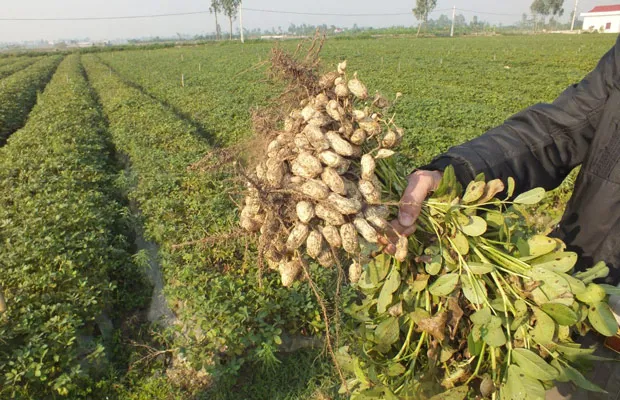 Kỹ thuật trồng đậu phộng và Cách phòng bệnh trên cây đậu phộng