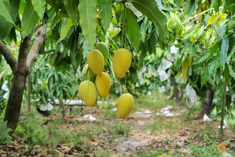 Cay xoài