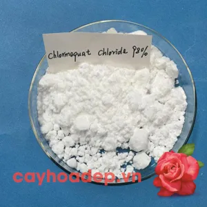 Chlormequat clorua, Cycocel CCC  98% (Ức chế sinh trưởng, tạo dáng hoàn hảo)