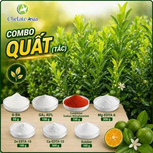 COMBO QUẤT (TẮC) - Bật đọt, nuôi tán, giữ trái chuẩn Tết