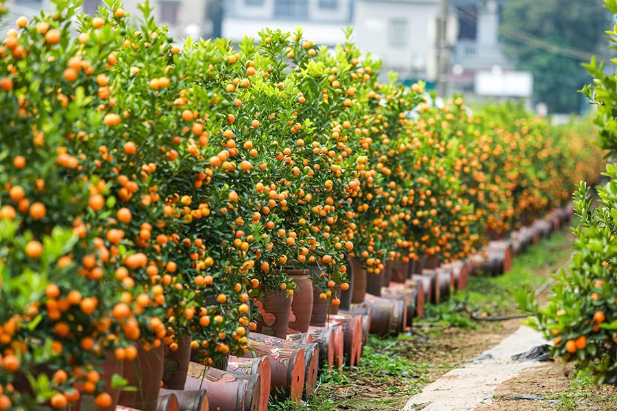 Cây quất cảnh