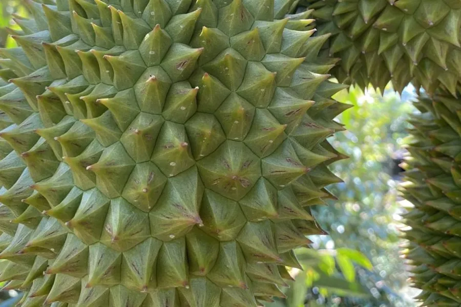 Nứt gai sâu riêng
