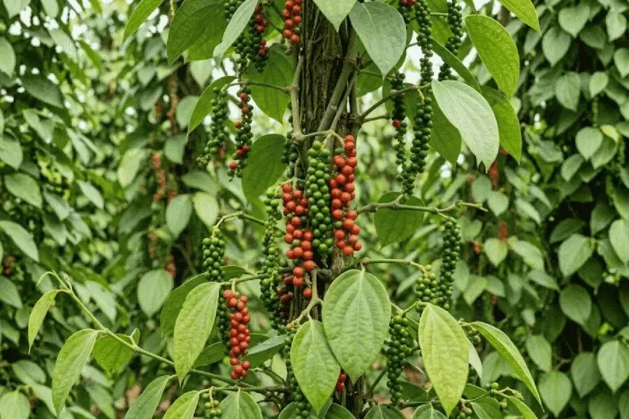 Hồ tiêu ra gié